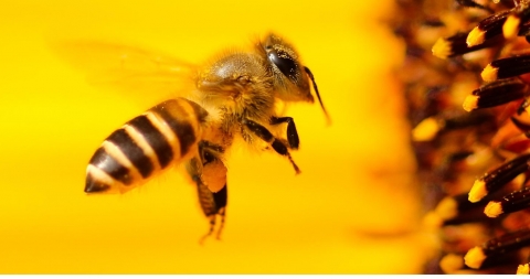 plakat pszczoły